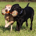 Major Dog HANTEL DUMMY - PAINO ISO  me2, poistuva tuote