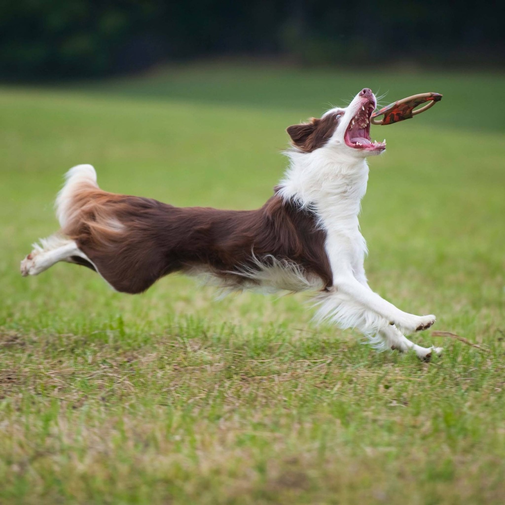 Major Dog FRISBEE (tukkupakkaus 6 kpl)