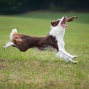 Major Dog FRISBEE (tukkupakkaus 6 kpl)