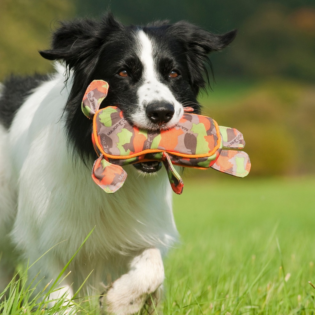 Major Dog WALDI PIENI KELLUVA  me4