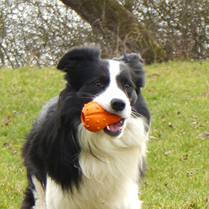 Major Dog PUMPKIN, poistuva tuote