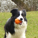Major Dog PUMPKIN, poistuva tuote