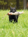 Major Dog RATZI RAT, poistuva tuote