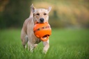 Major Dog DUMMY BALL - PALLO   