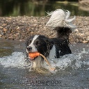 Major Dog SWIMMING EDDY SMALL