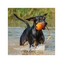 Major Dog SWIMMING EDDY LARGE