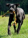 Major Dog Braid, vetolelu