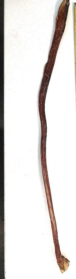 Bull sticks (n.60–90 cm) 1kpl