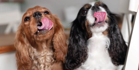 7 best sources of fibre for dogs (and why it matters)