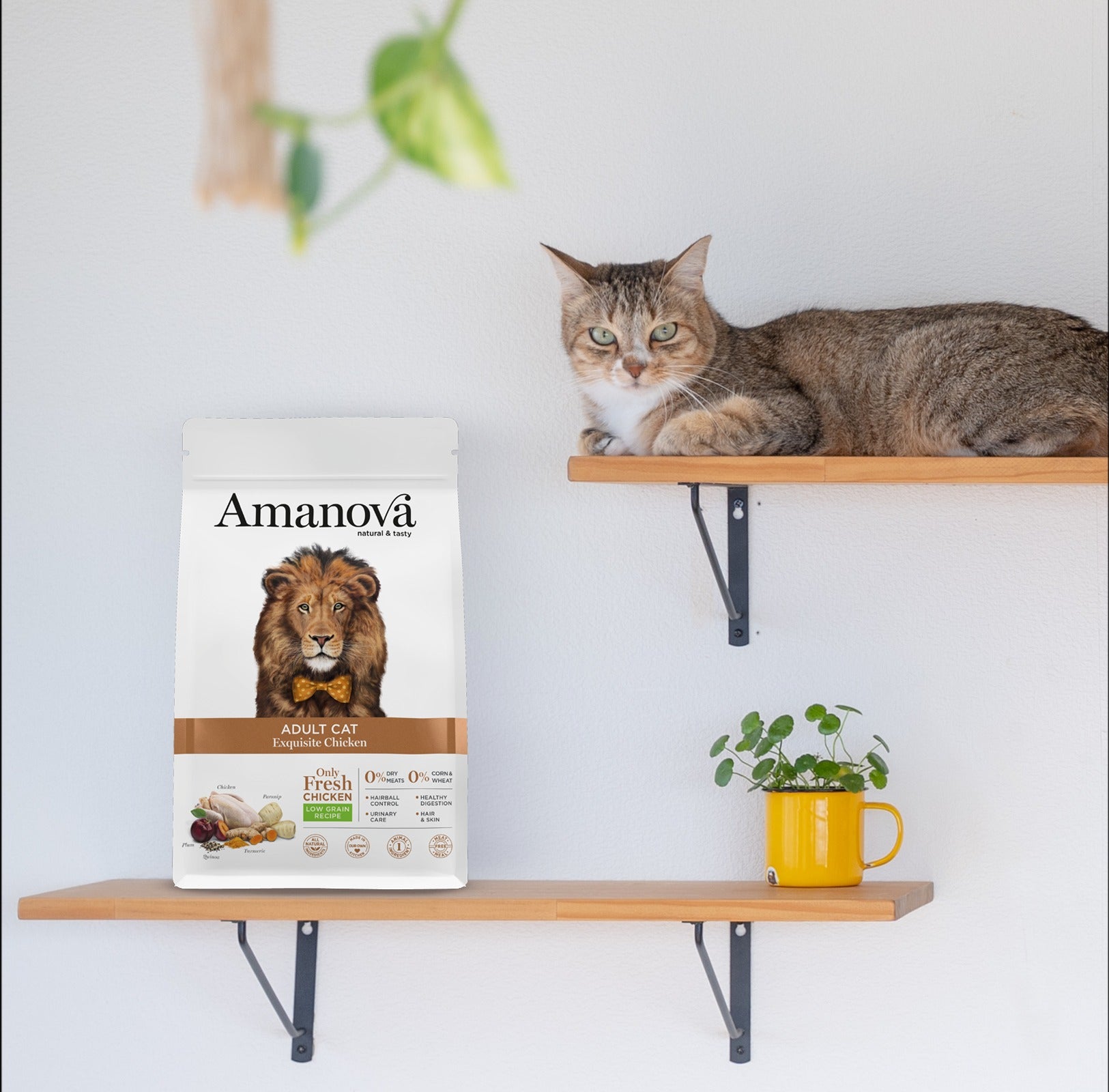 Amanova cat adult Chicken & quinoa low grain 6 kg