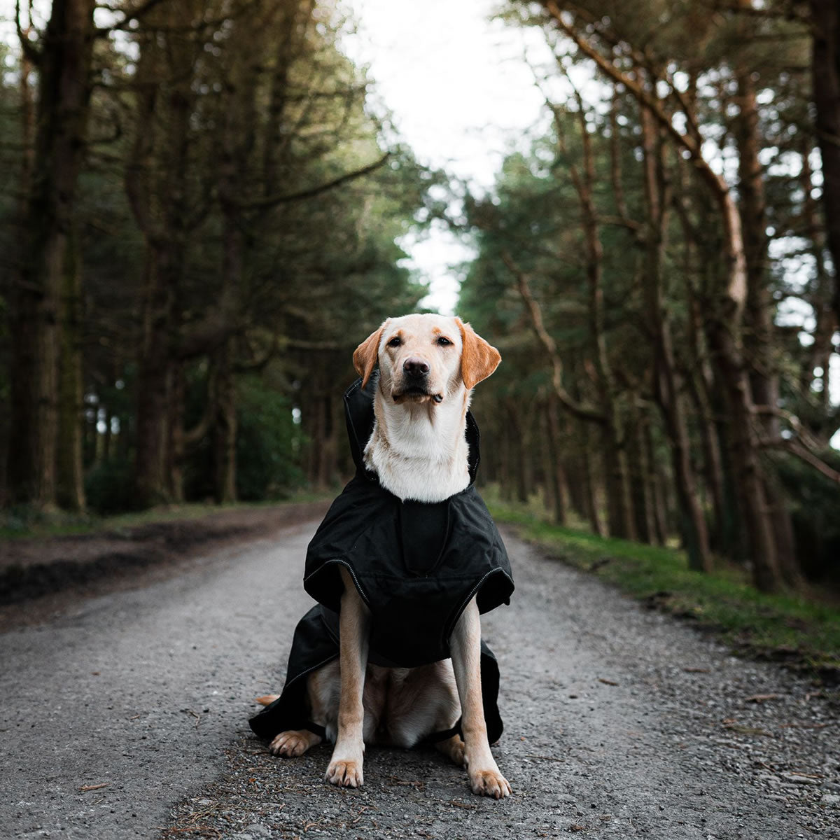 Danish Design Dog coat 2in1 harness black