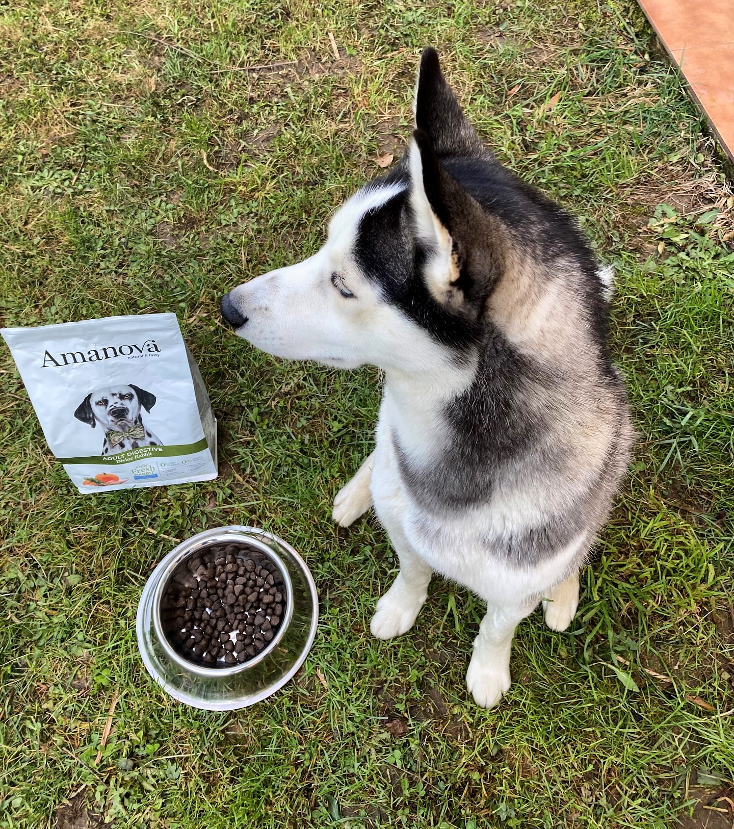 Amanova dog adult Digestive kani & kurpitsa 10 kg