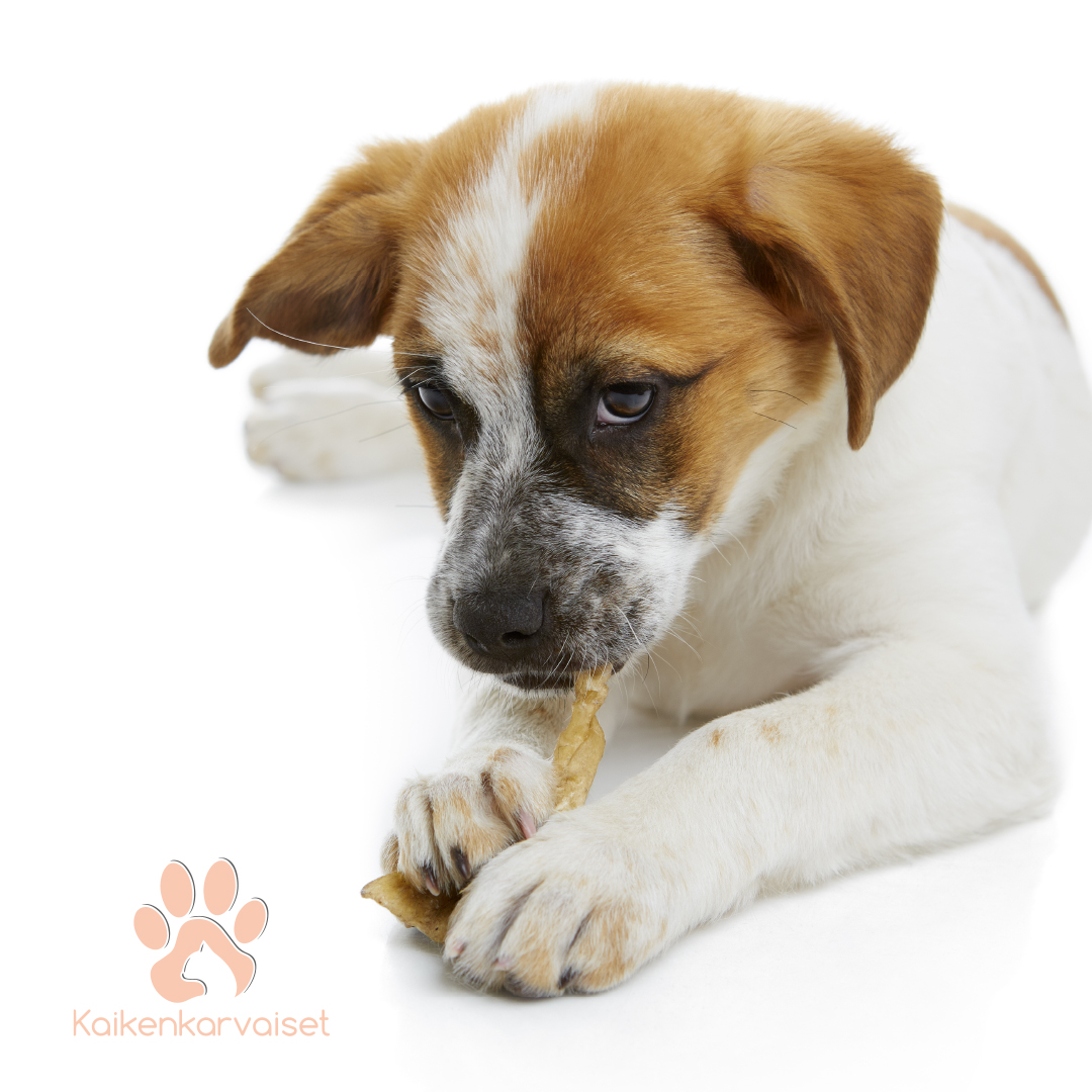 Kaikenkarvaiset Jäniksen korva 100g