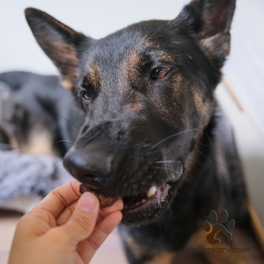 Kaikenkarvaiset Reindeer Treat Bone 400g