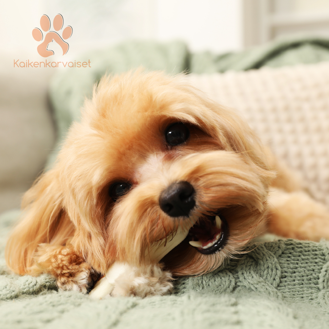 Kaikenkarvaiset Lampaan korvat 120g