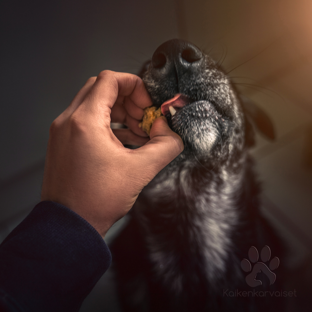 Kaikenkarvaiset Kalakolikko punasimppu 100g