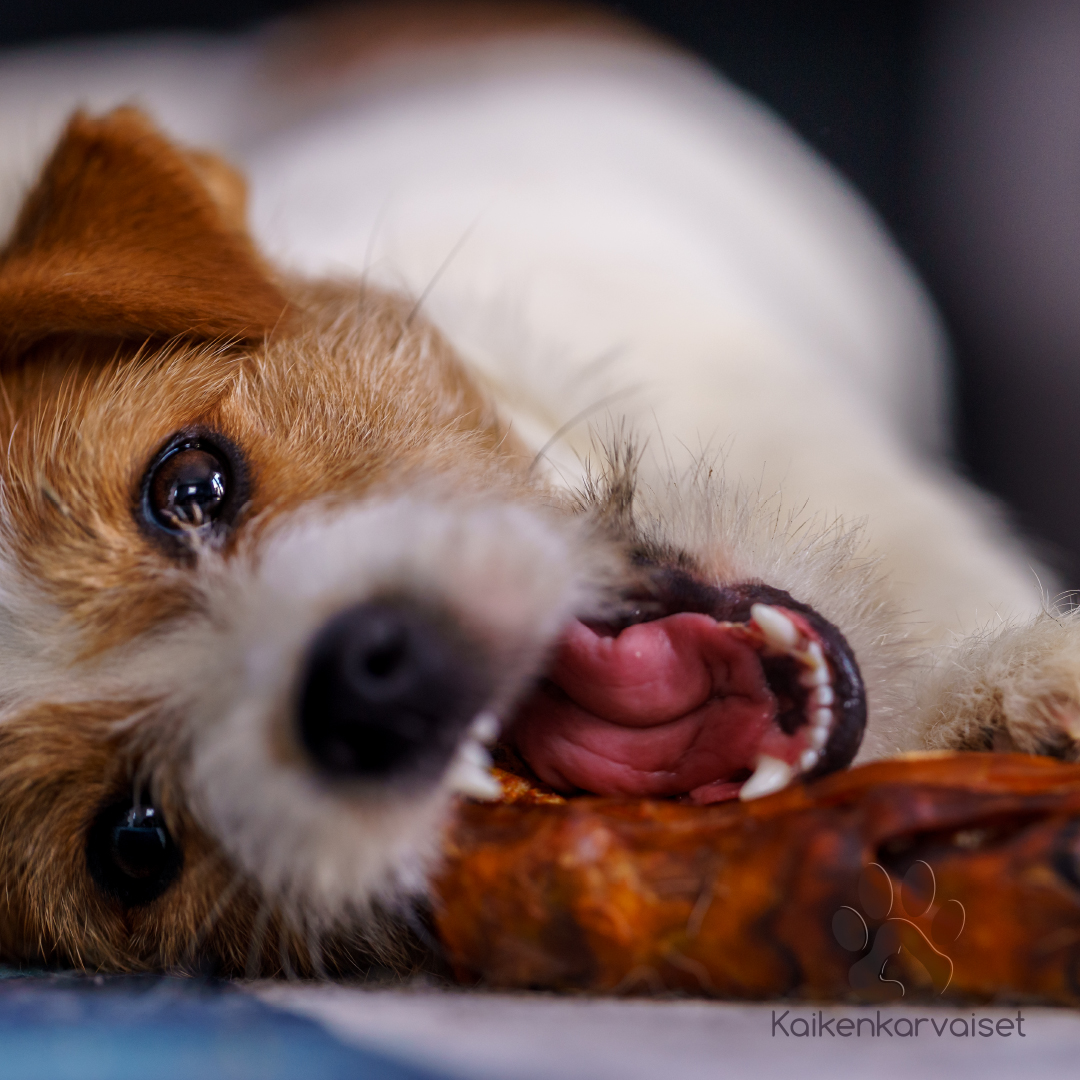 Kaikenkarvaiset Poron potkaluu 2 kpl