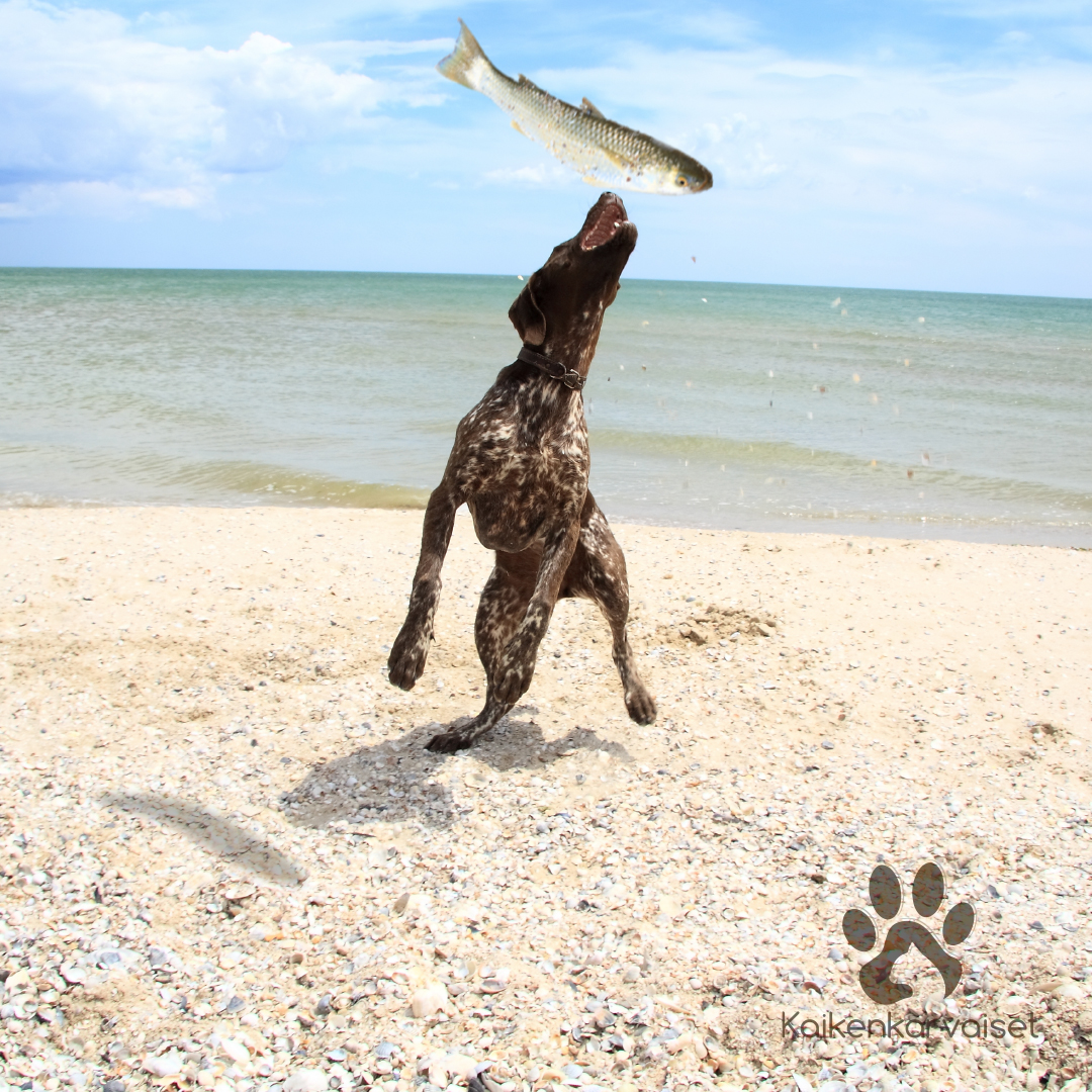 Kaikenkarvaiset Norjalainen turska (kokonainen) 1kpl