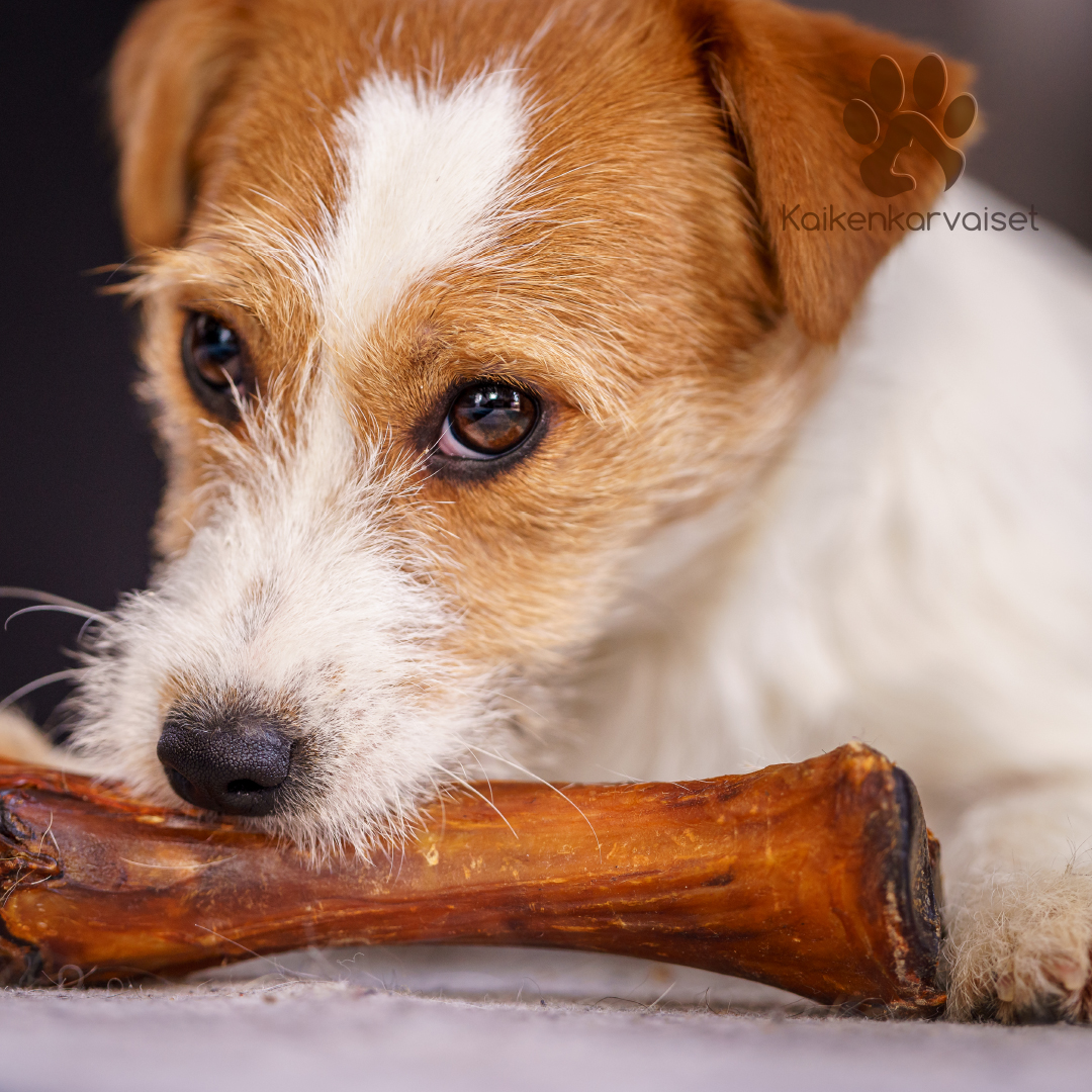 Kaikenkarvaiset Horse shin bone 1 pc