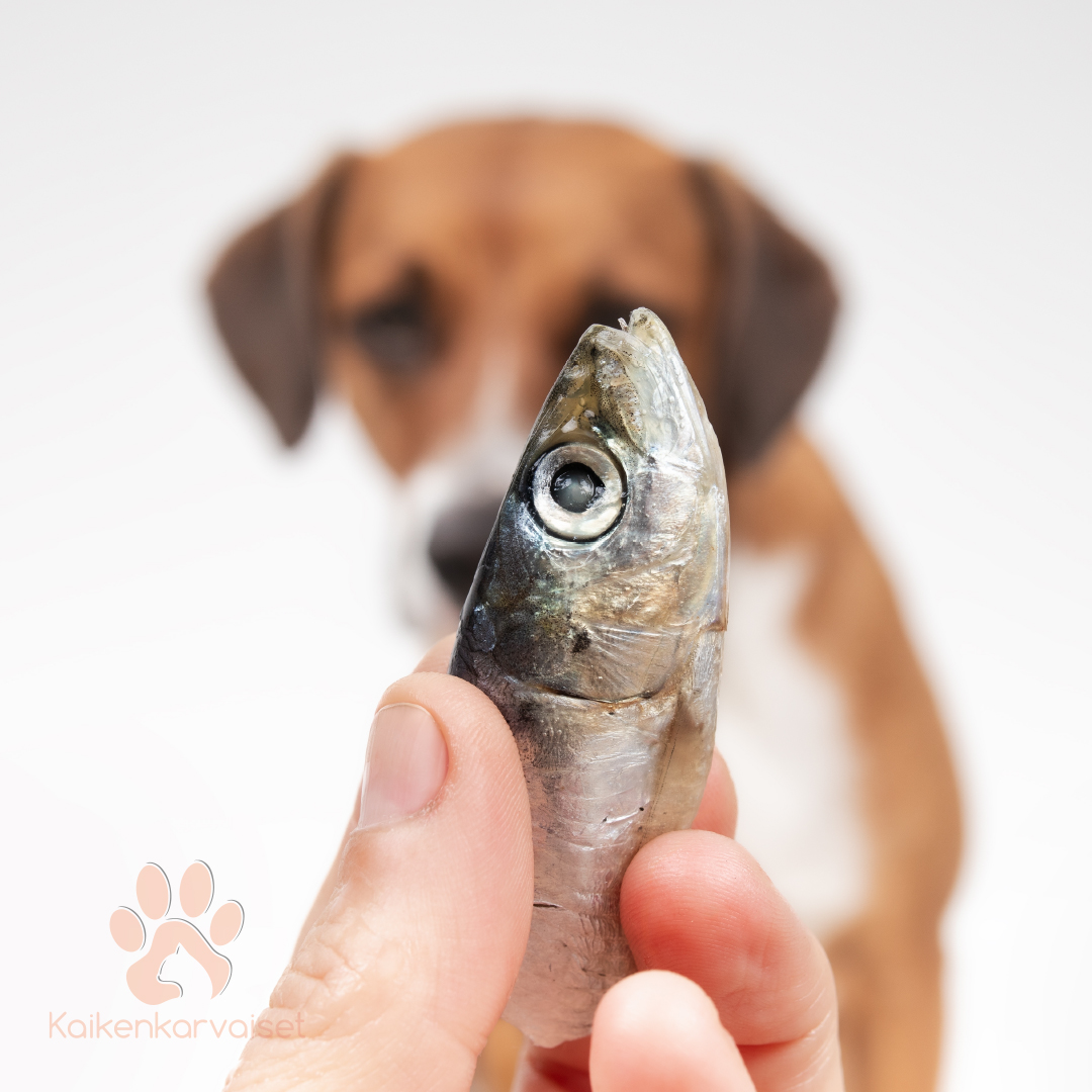 Kaikenkarvaiset Läänemere heeringas 200g