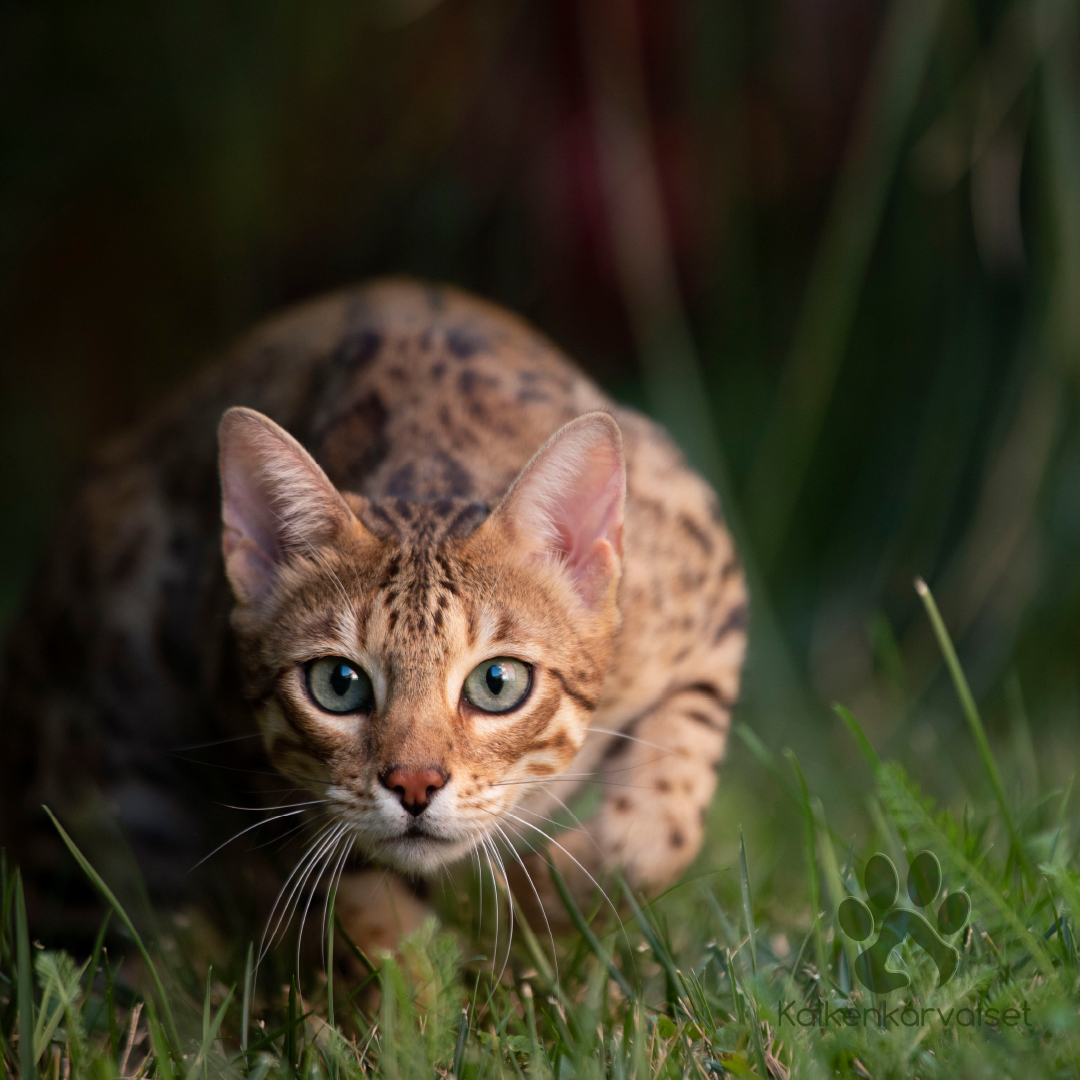 Monge cat adult BWild jänis 1,5kg