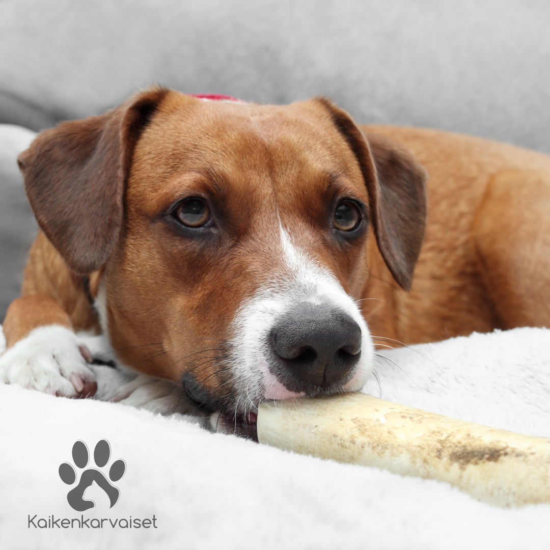 Kaikenkarvaiset Maiustusbaton 5 tk