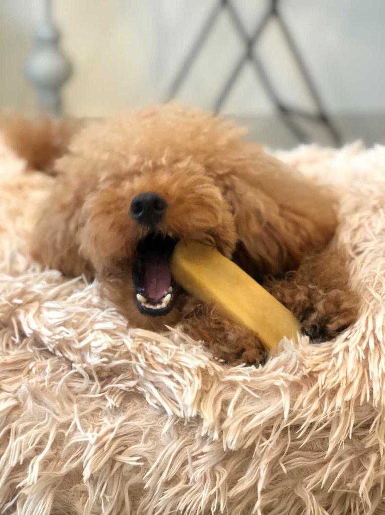 Churpi M Yak Milk Chew 70g