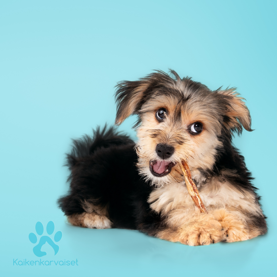 Lampaan korva nahkapalalla 1kg