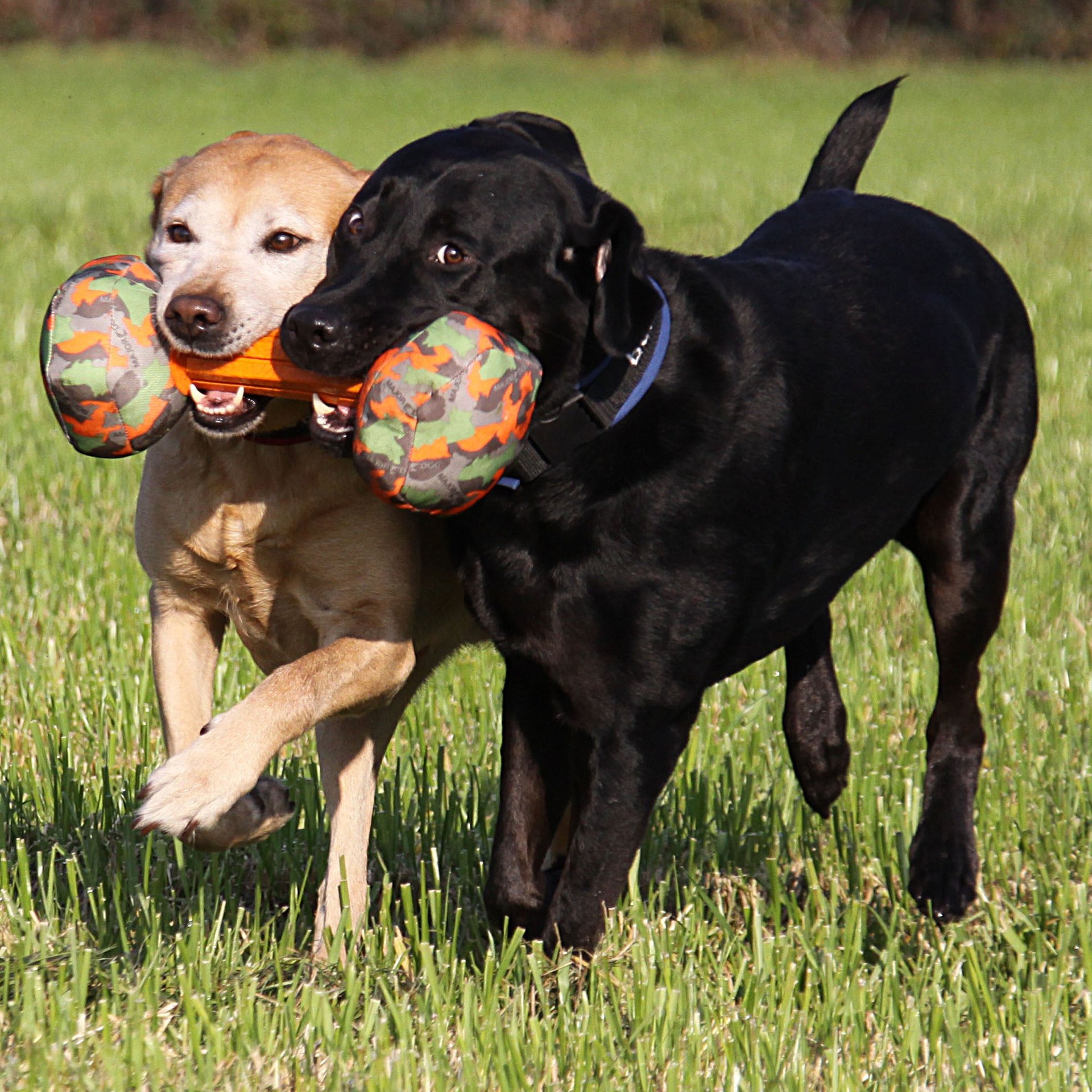 Major Dog Hantel Dummy - Paino Iso