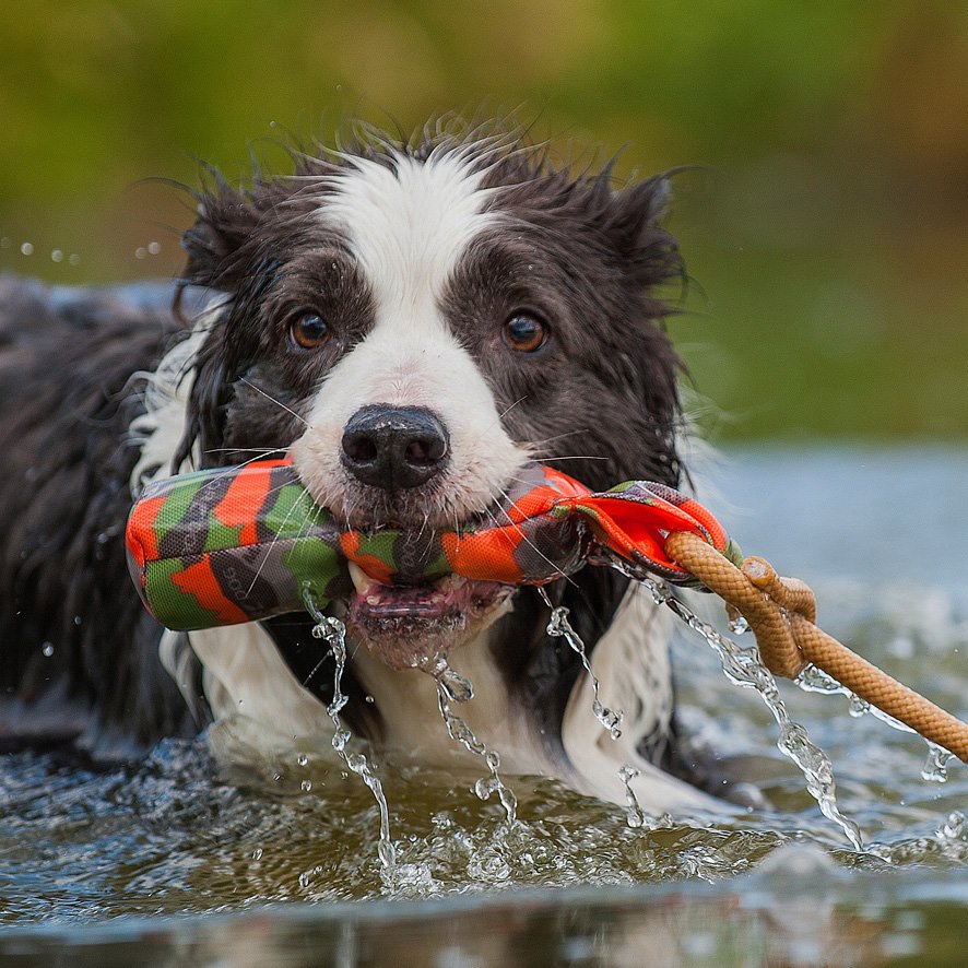 Major Dog Dummy Boje Poiju Small, poistuva tuote